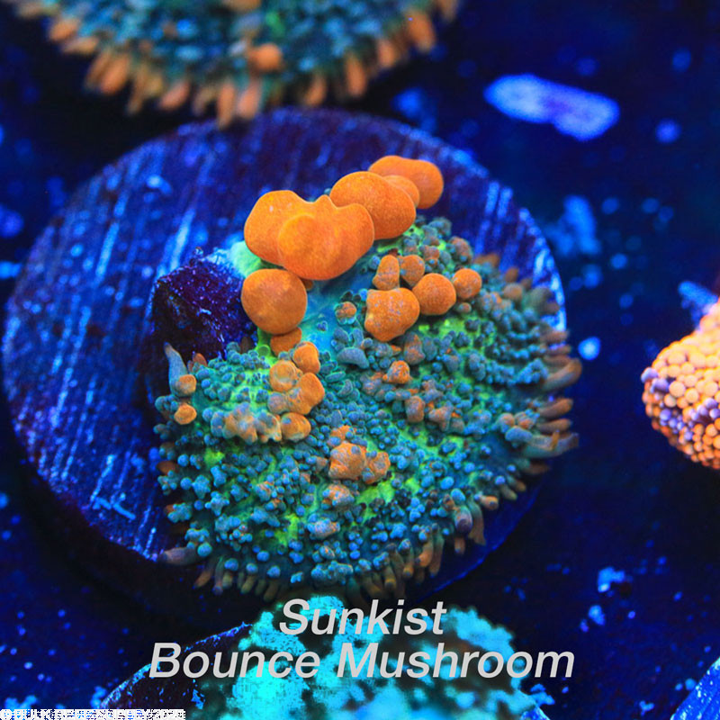 reef rainbow recordia mushroom