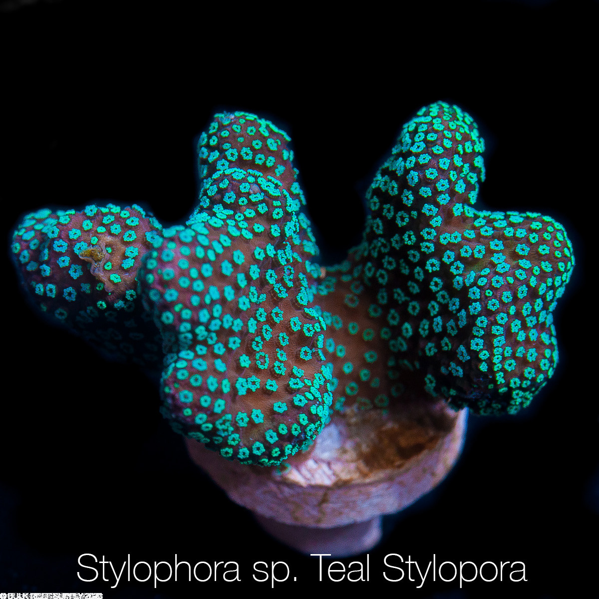 unique corals