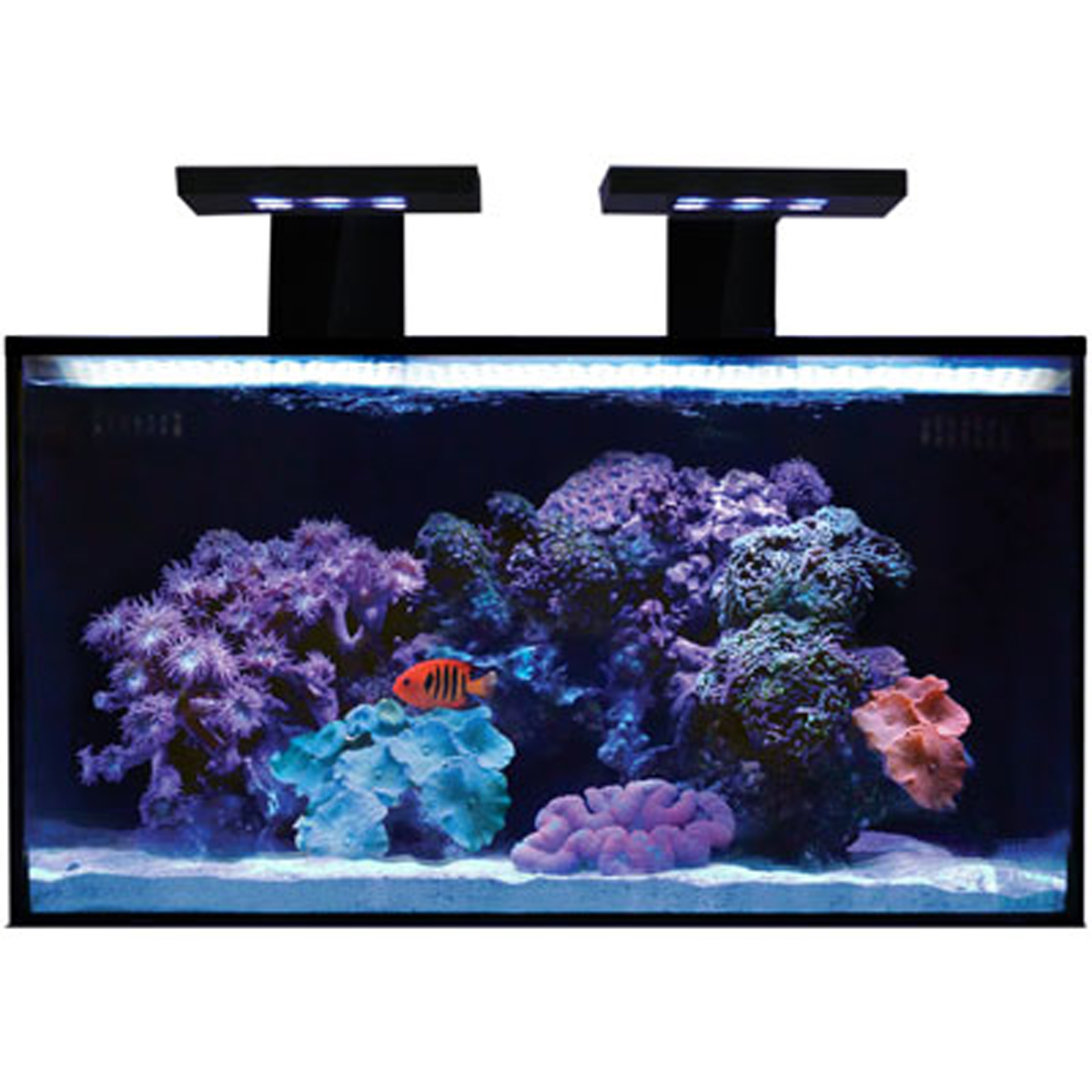 20 NUVO Fusion AIO Aquarium with SKKYE LED Light - Innovative Marine